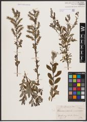Foto von Salix aurita L. x Salix repens L.